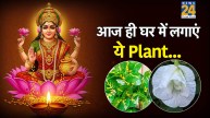 Money Attracting Plants For Home As Per Vastu