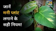 Money-Plant-Vastu