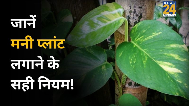 Money-Plant-Vastu