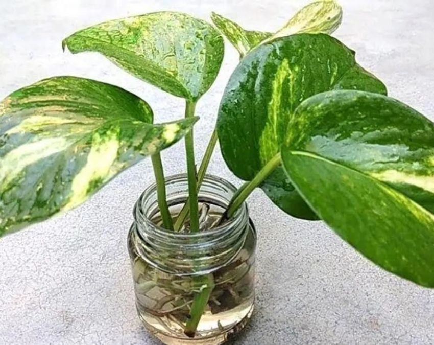 best winter plants for indoor pots-1-2-3