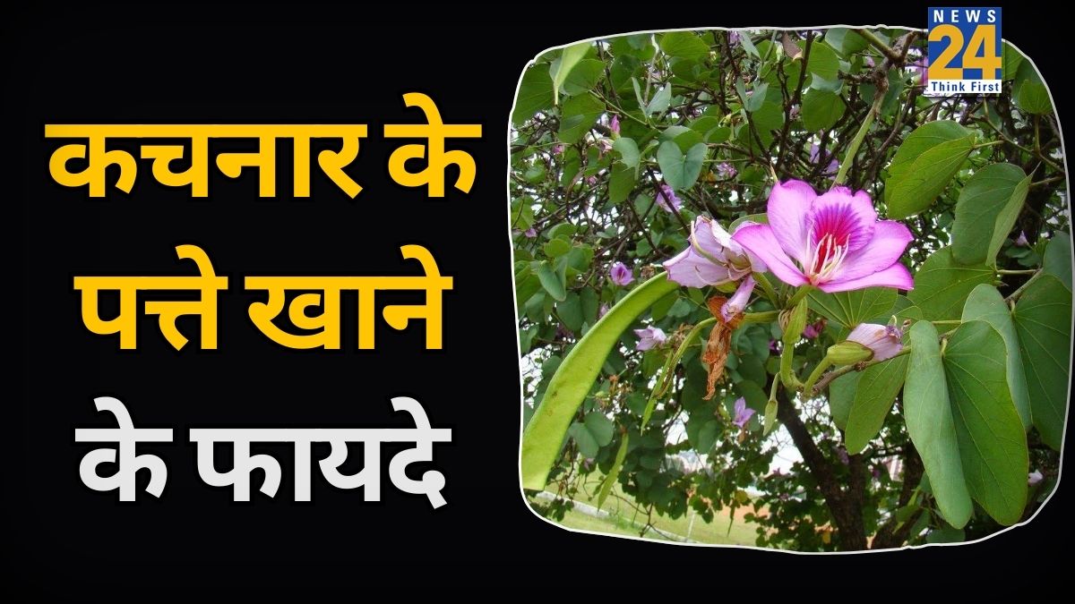 Kachnar Leaves Eating Benefits-1