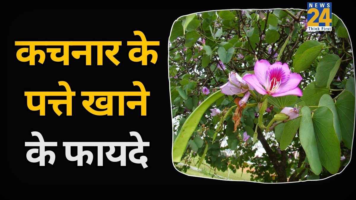 Kachnar Leaves Eating Benefits Kachnar Leaves Eating Benefits