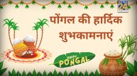 Pongal Wishes