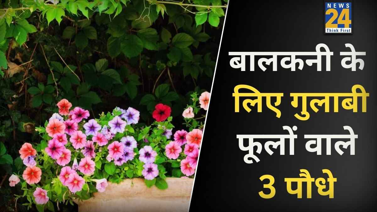 बालकनी में चाहिए पिंक कलर के फूल? रौनक बढ़ाने के लिए लगाएं गुलाबी फूलों वाले ये 3 खूबसूरत पौधे