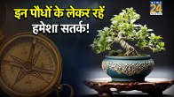 Plant-Vastu-Tips