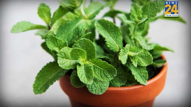 Pudine Ke Patte Ki DeKh Bhal Kaise Kare