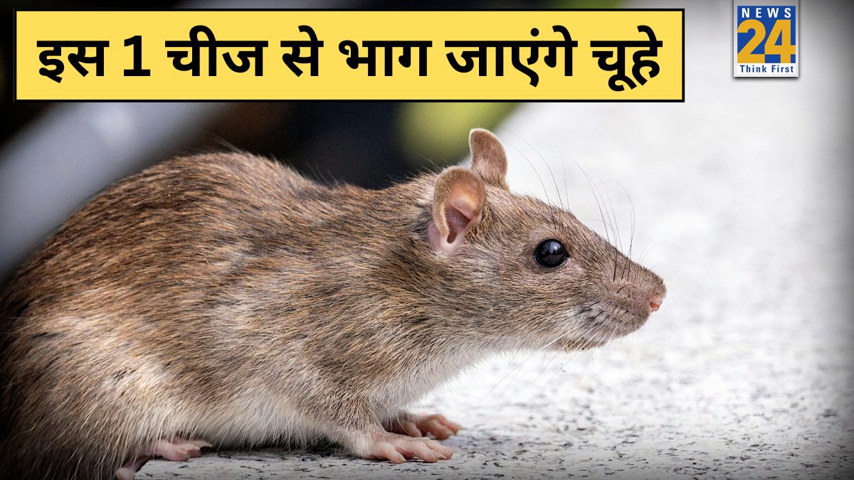 Rats Home Remedies-1