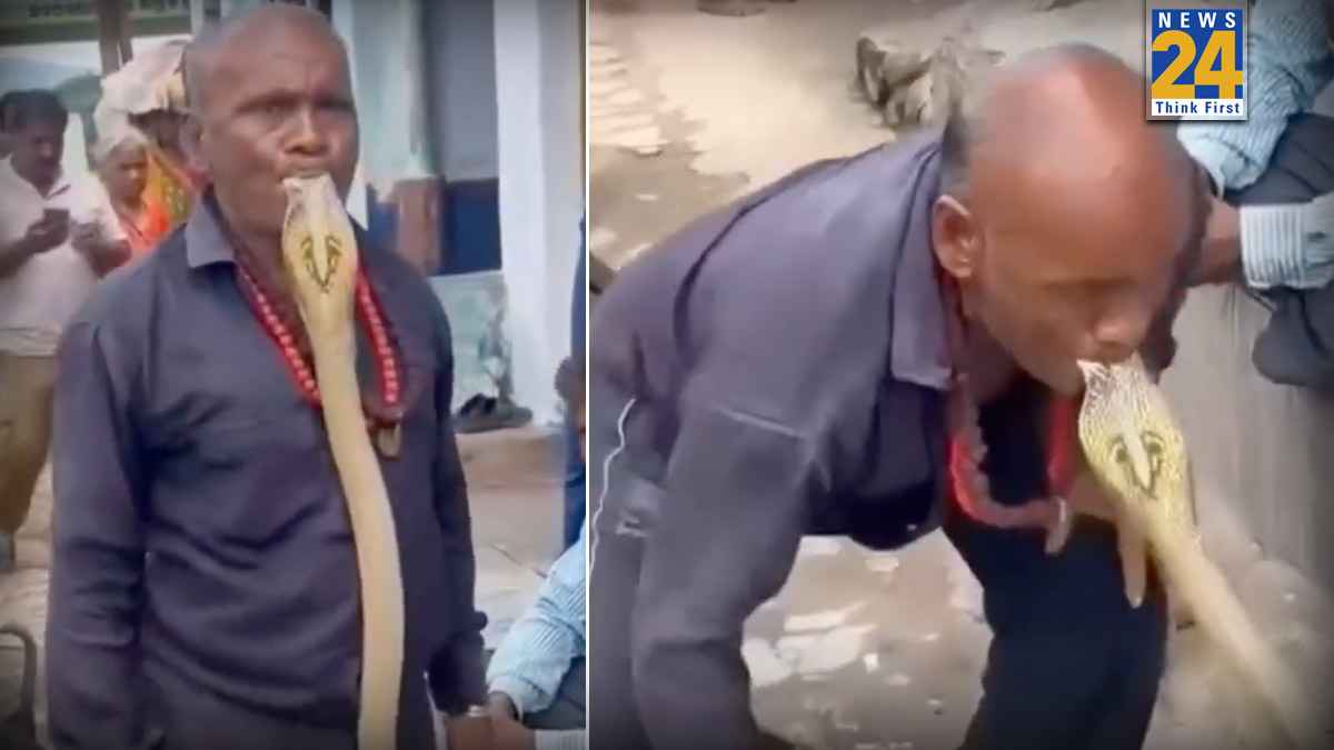 Viral Video: खतरों के खिलाड़ी निकले 'चचा'! मुंह से उठा लिया कोबरा सांप को, देखें वीडियो
