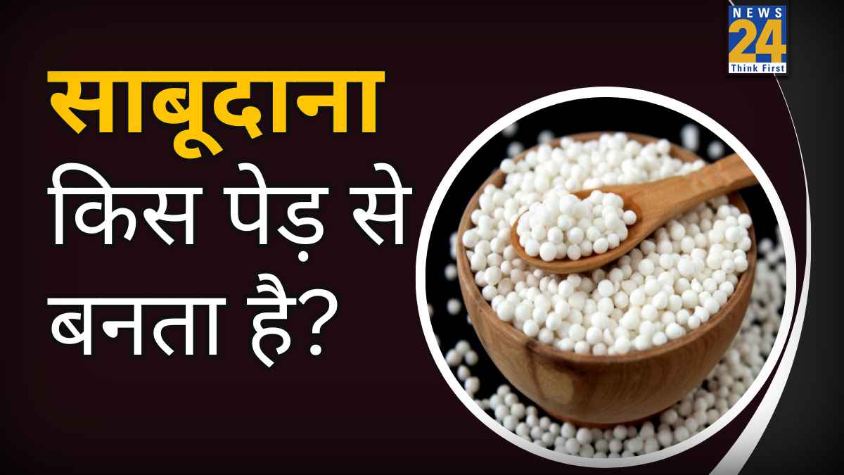 कभी आपने सोचा है किस पौधे की जड़ों से बनता है साबूदाना? ज्यादातर लोग नहीं जानते होंगे इससे जुड़े ये रोचक तथ्य