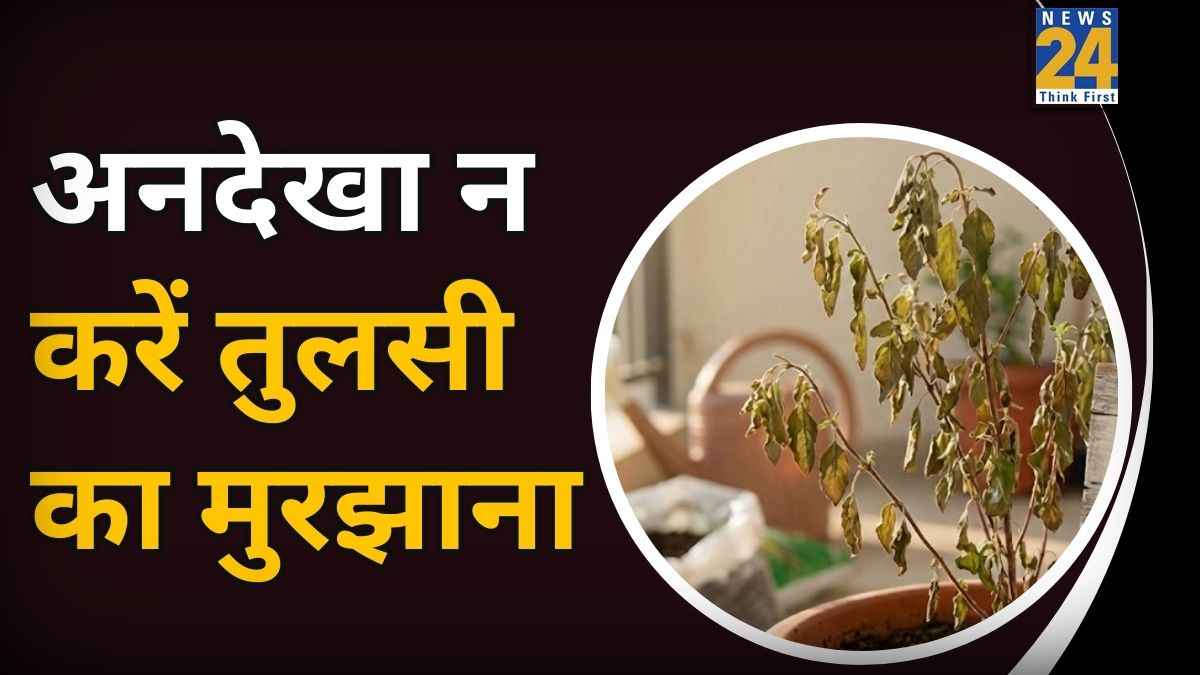 Tulsi Ke Niyam: तुलसी का सूखना है अहम संकेत, धन और सुख की रक्षा के लिए तुरंत करें ये काम, वरना बढ़ेंगी परेशानियां