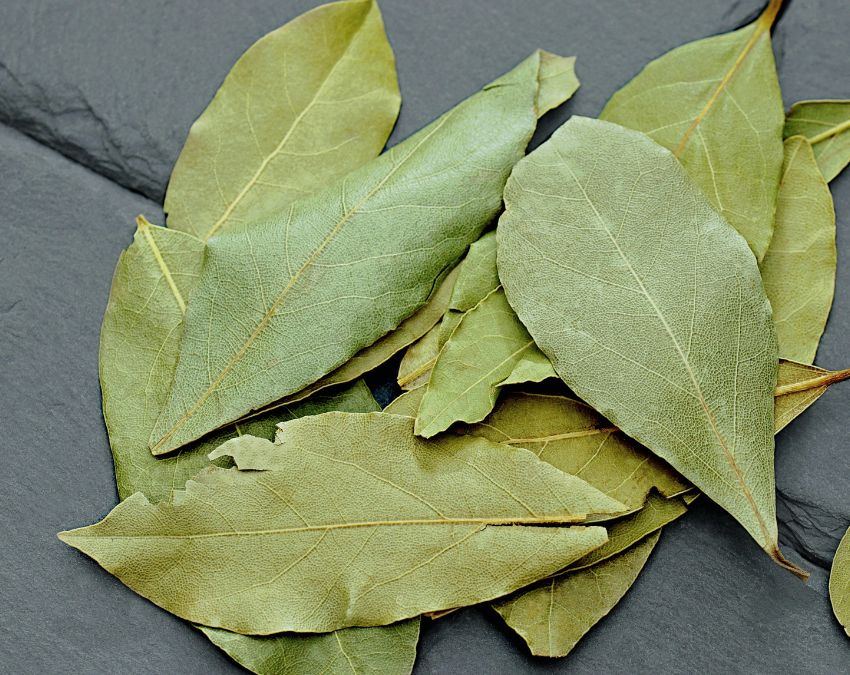 Rats Home Remedies-1-2-3-4-5-6-7