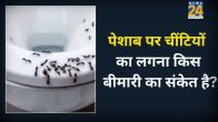 Ants On Urine