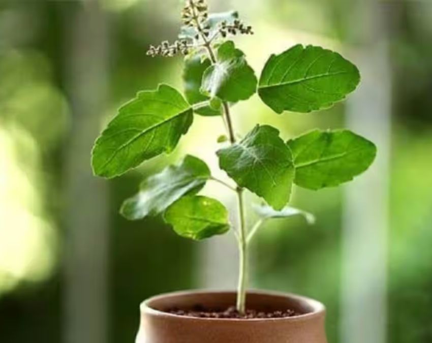 best winter plants for indoor pots-1-2-3-4-5