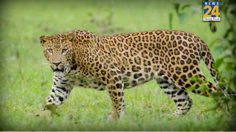 Untitled design - 2026-01-29T185555.465