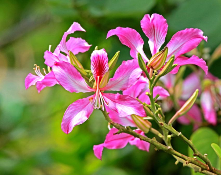 Kachnar Leaves Eating Benefits-1-2