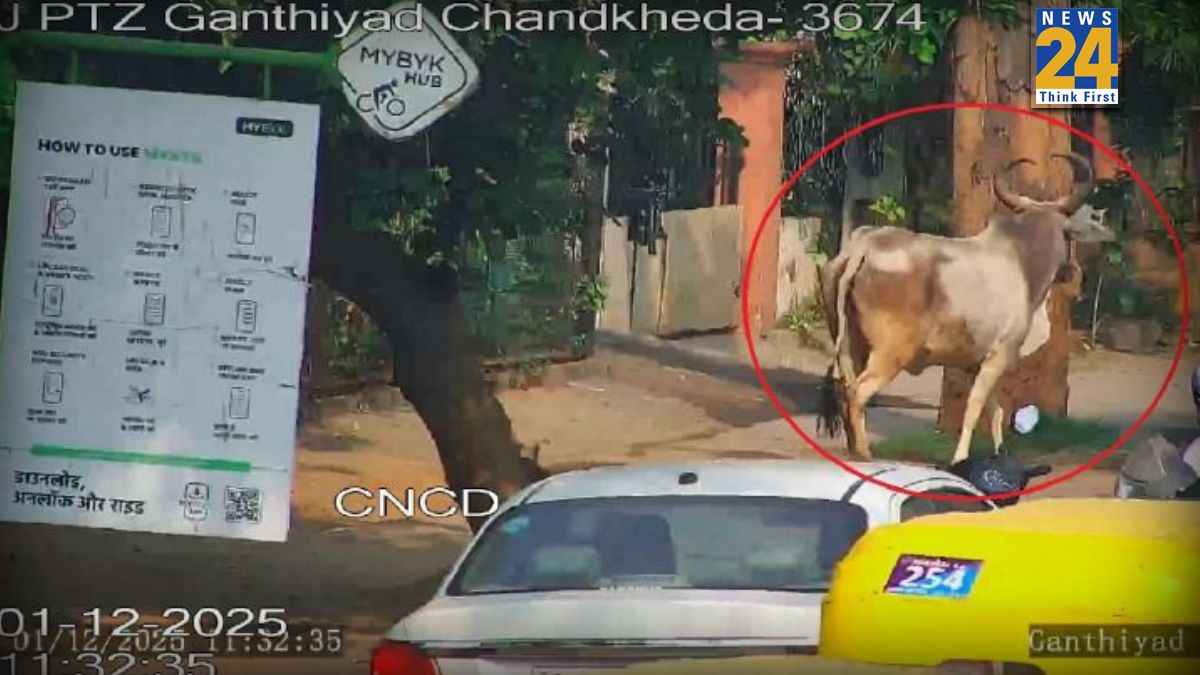 गुजरात में स्मार्ट सिटी के लिए स्मार्ट सॉल्यूशन्स: सड़कों में घूम रही आवारा गायों के मालिकों की पहचान के लिए गुजरात अपनाएगा AI तकनीक
