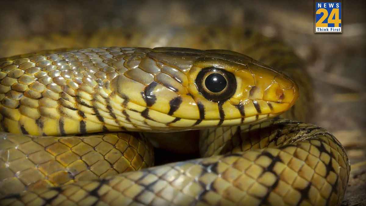 Snake in Winters