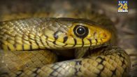 Snake in Winters