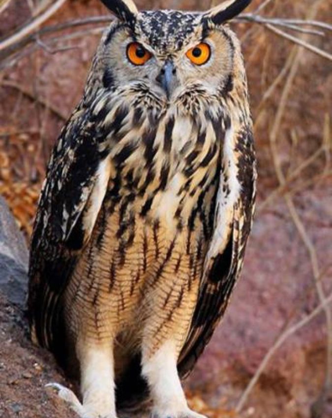 Swapna Shastra-1-2-3-4