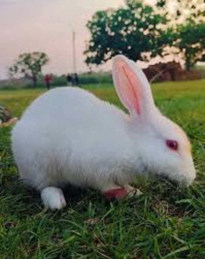 Swapna Shastra-1-2-3-4-5