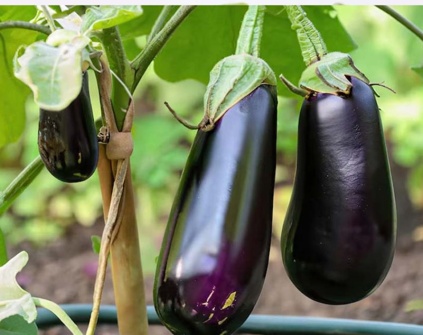 Brinjal Buying Tips-1-2-3