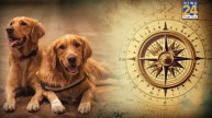 Vastu Tips For Pets