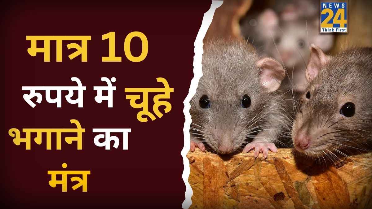 What Kills Rats Immediately