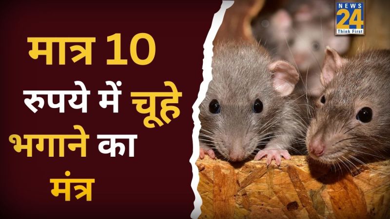 What Kills Rats Immediately