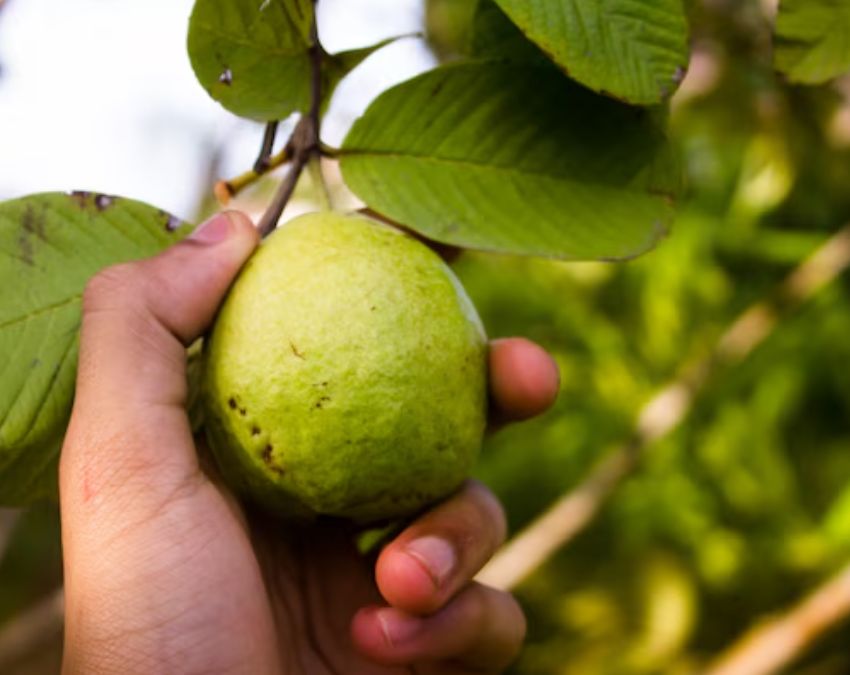 Khali pet Amrood Ki Patti Khana-1-2-3-4-5