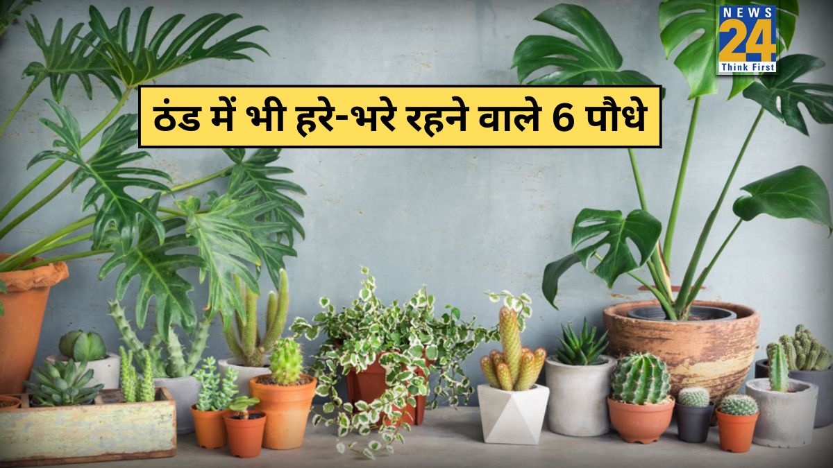 best winter plants for indoor pots-1