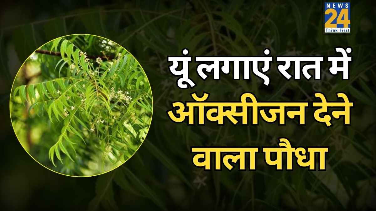 घर में आज ही लगाएं पूरी रात ऑक्सीजन देने वाला ये पौधा, खूबसूरती के साथ मिलेगी प्रदूषण से राहत