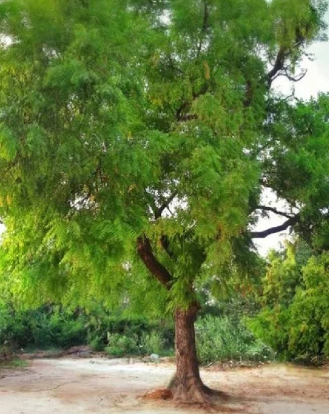 neem-astro-benefits-1-2