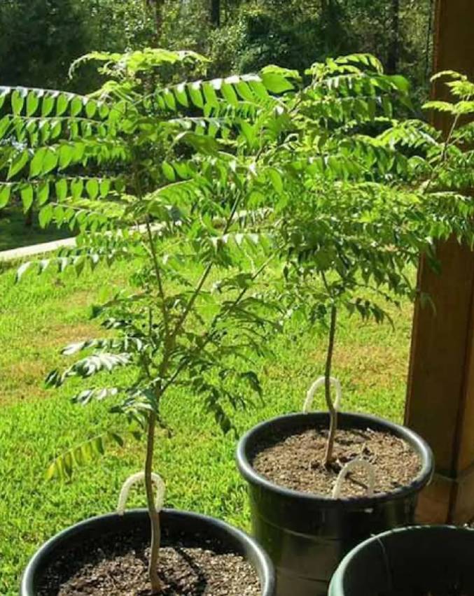 neem astro benefits neem-astro-benefits-1-2-3-4