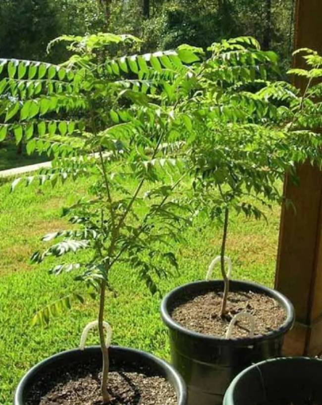 neem-astro-benefits-1-2-3-4