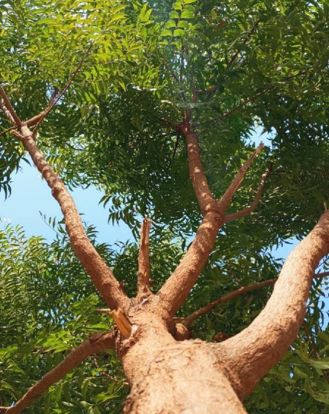 neem-astro-benefits-1-2-3