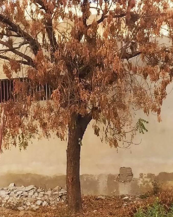 neem astro benefits neem-astro-benefits-1-2-3-4-5-6