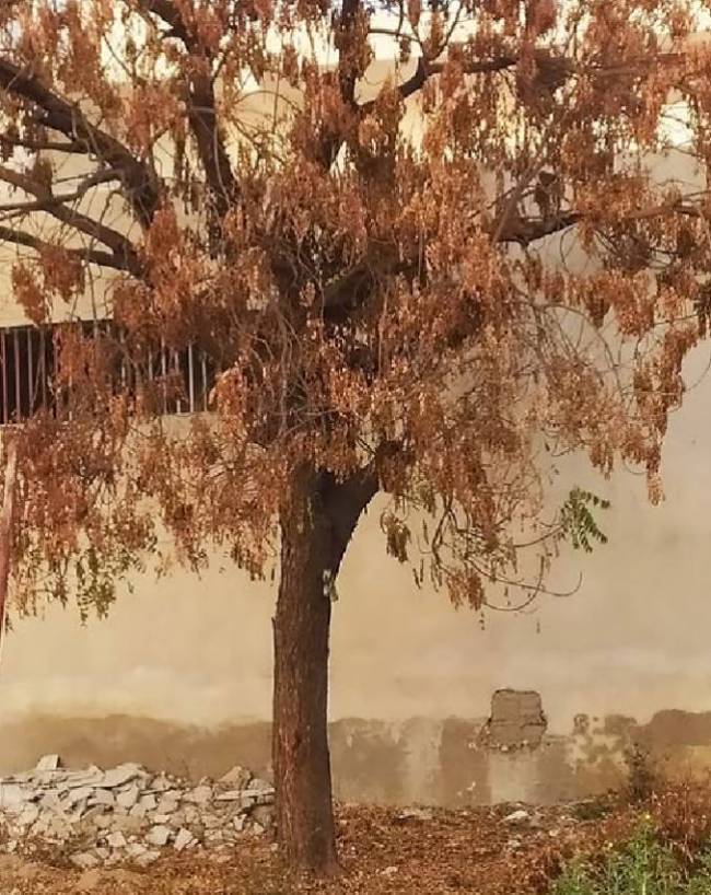 neem-astro-benefits-1-2-3-4-5-6