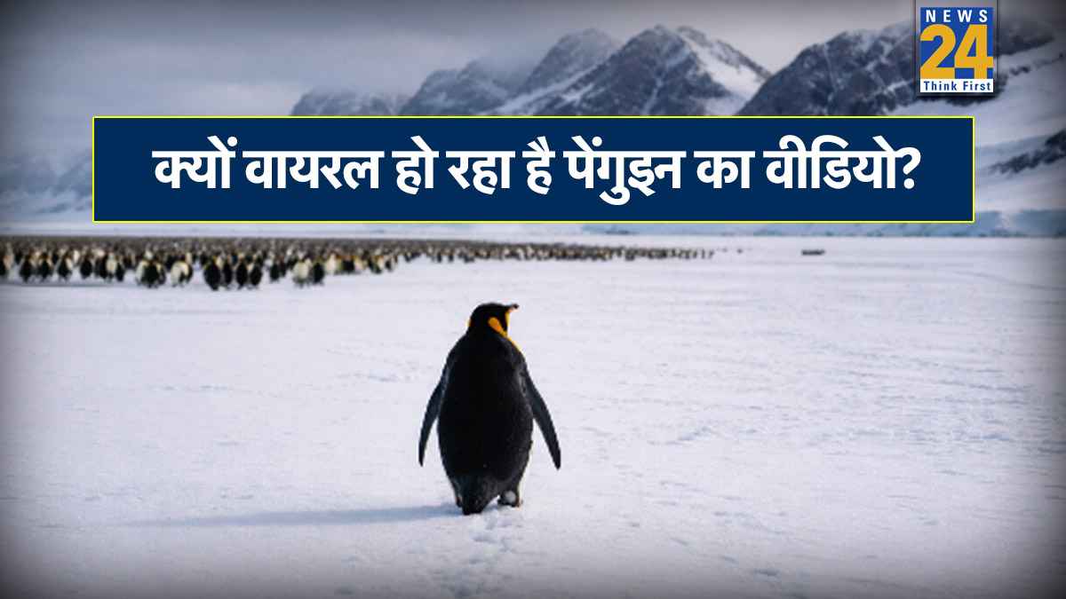 Viral Penguin News
