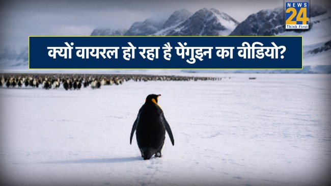 Viral Penguin News