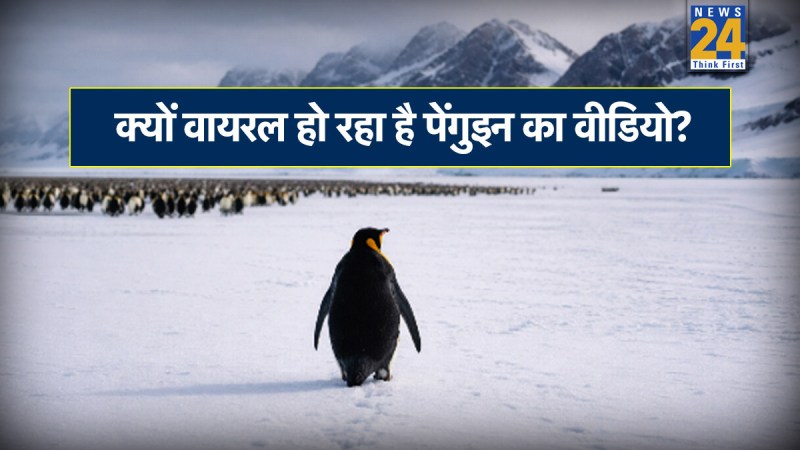 Viral Penguin News