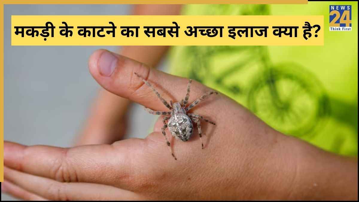मकड़ी इंसान को काट ले तो क्या होगा? एक्सपर्ट ने बताया राहत पाने के लिए क्या करना चाहिए