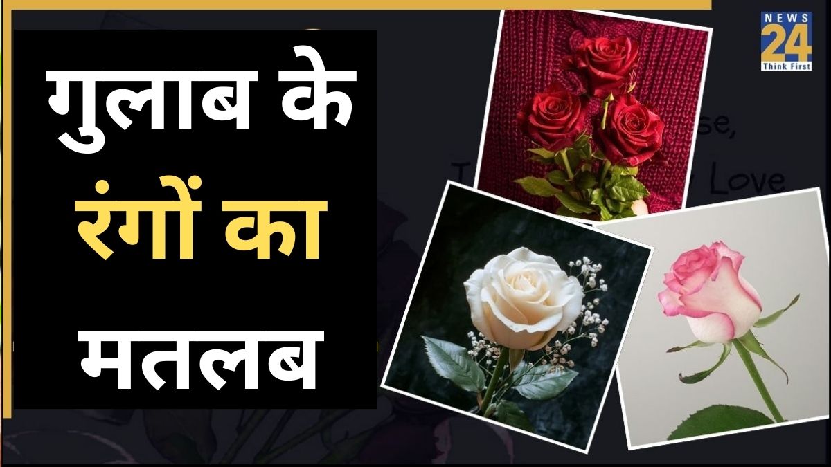 Rose Day Special: लाल, पिंक, सफेद… क्या आप जानते हैं अलग-अलग रंग के ...
