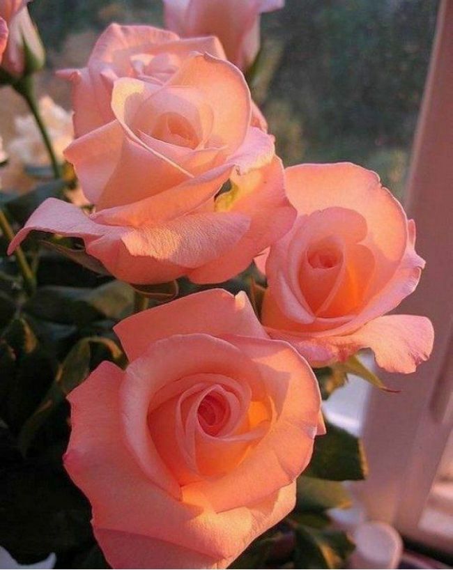 most expensive roses in the world-1-2-3