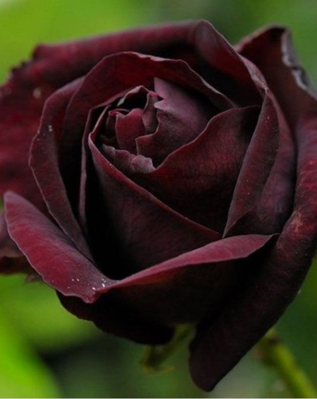 most expensive roses in the world-1-2-3-4
