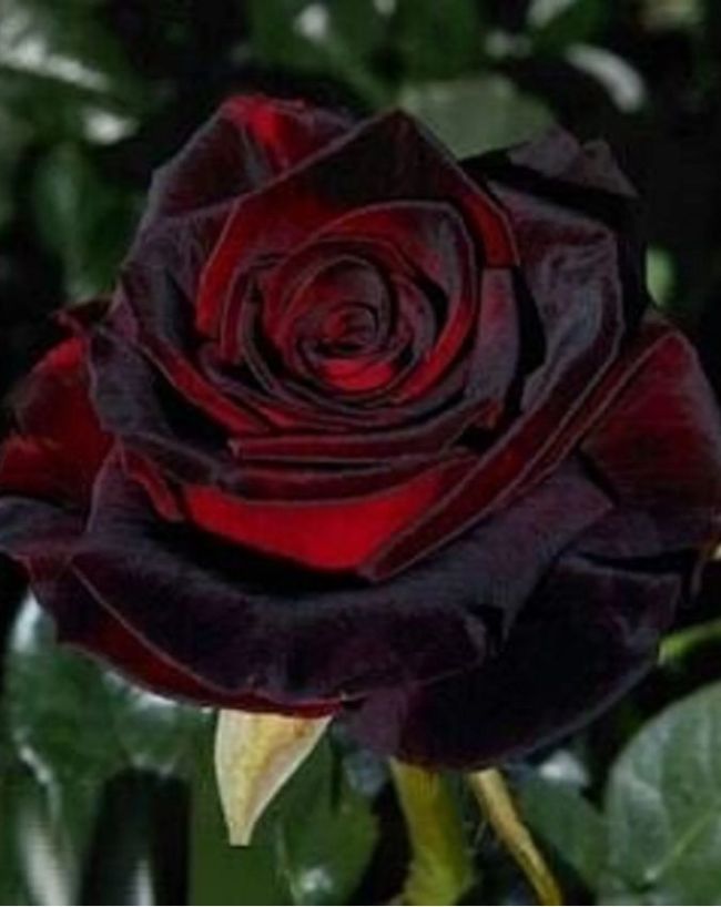 most expensive roses in the world-1-2-3-4-5-6