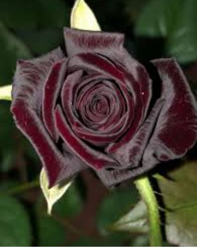 most expensive roses in the world-1-2-3-4-5