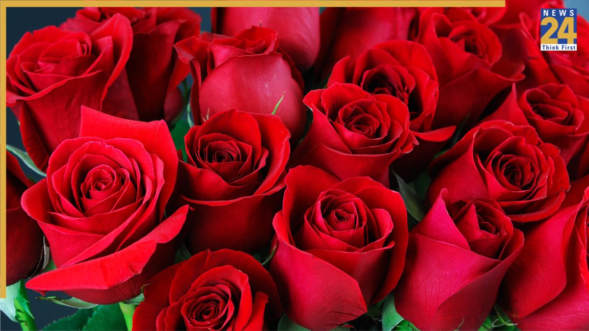 Most Exspesive Roses Rose Day: ये हैं दुनिया के सबसे महंगे गुलाब, करोड़ों में कीमत, जानकर ...