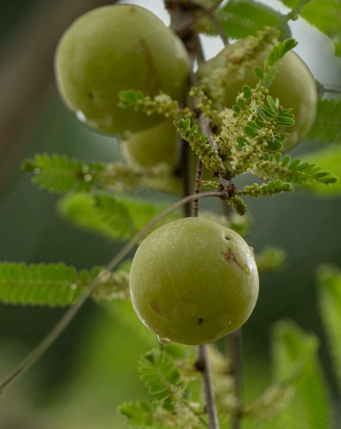 Amla Benefits-1-2-3-4-5-6-7