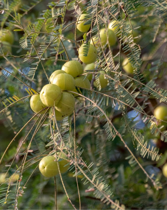 Amla Benefits-1-2-3-4-5-6
