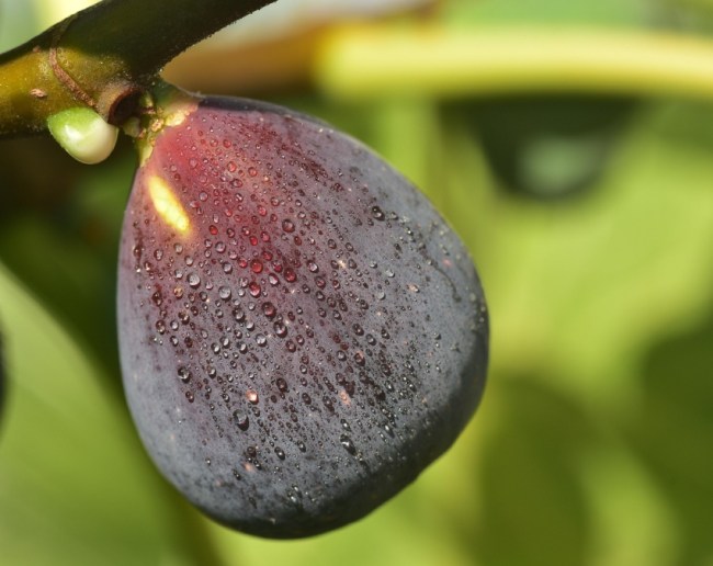 Fig Is Veg Or Non-veg-1-2